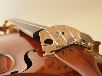 amber-scc.jpg
